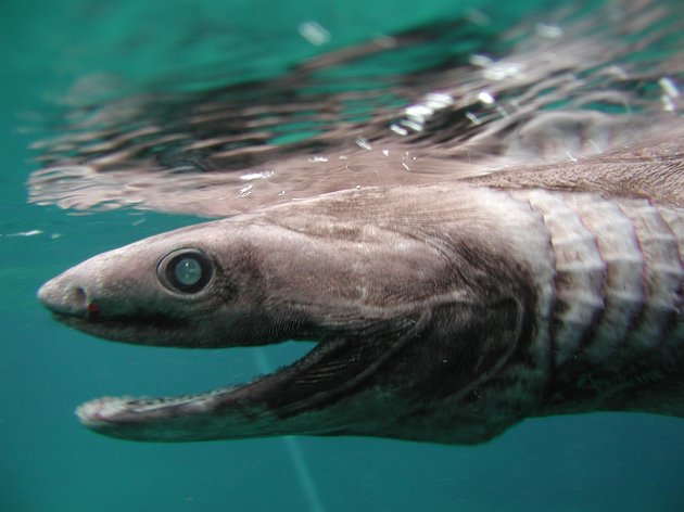 Amazing picture thread-shark-1-jpeg