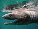 Amazing picture thread-shark-1-jpeg
