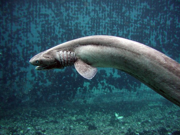 Amazing picture thread-shark-2-jpeg