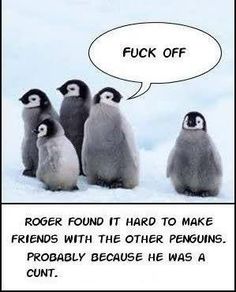 Amazing picture thread-119c80ad38cd84baa0313a68f0d46a8f-baby-penguins-funny-penguin-jpg