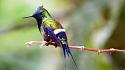 Amazing picture thread-bird-1-jpg