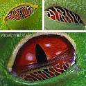 Amazing picture thread-frog-2-jpg