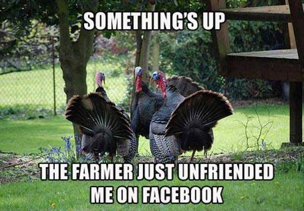 Amusing Pictures ripped from the Net-friendless-turkeys-jpg