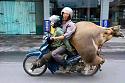 Amusing Pictures ripped from the Net-bull-jpg