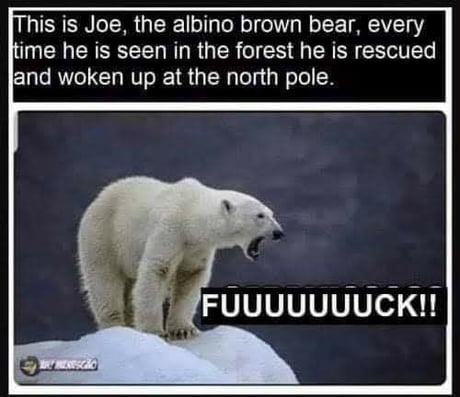 Amusing Pictures ripped from the Net-polarbear-jpg
