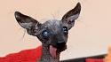 Teakdoor members as dogs-_106189684_66d302ff-fdc7-48bc-8b1d-91a2318766e6-jpg