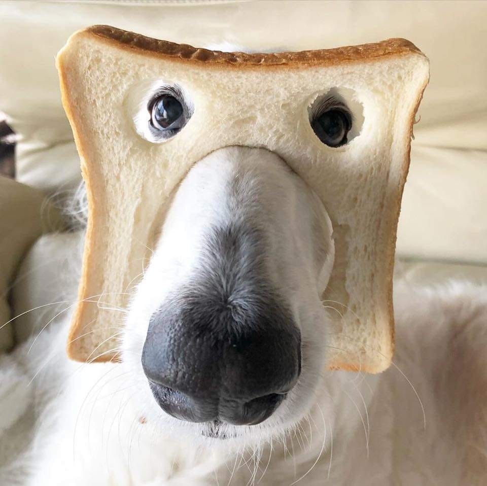 Teakdoor members as dogs-pure-bread-jpg