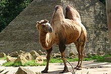 Mandaloopy does China-220px-bactrian_camel-jpg