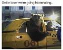 Amusing Pictures ripped from the Net-beartaxi-jpg