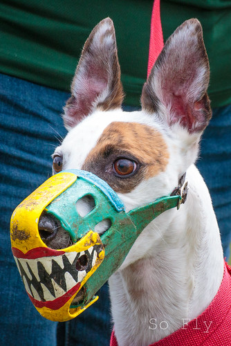 My post-lockdown commute back to work-muzzle-jpg