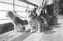 Interesting Black and White pictures ripped from the net-titanic-dog-survivors-jpg