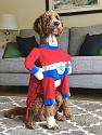 Amusing Pictures ripped from the Net-funny-dog-super-hero-costume-jpg