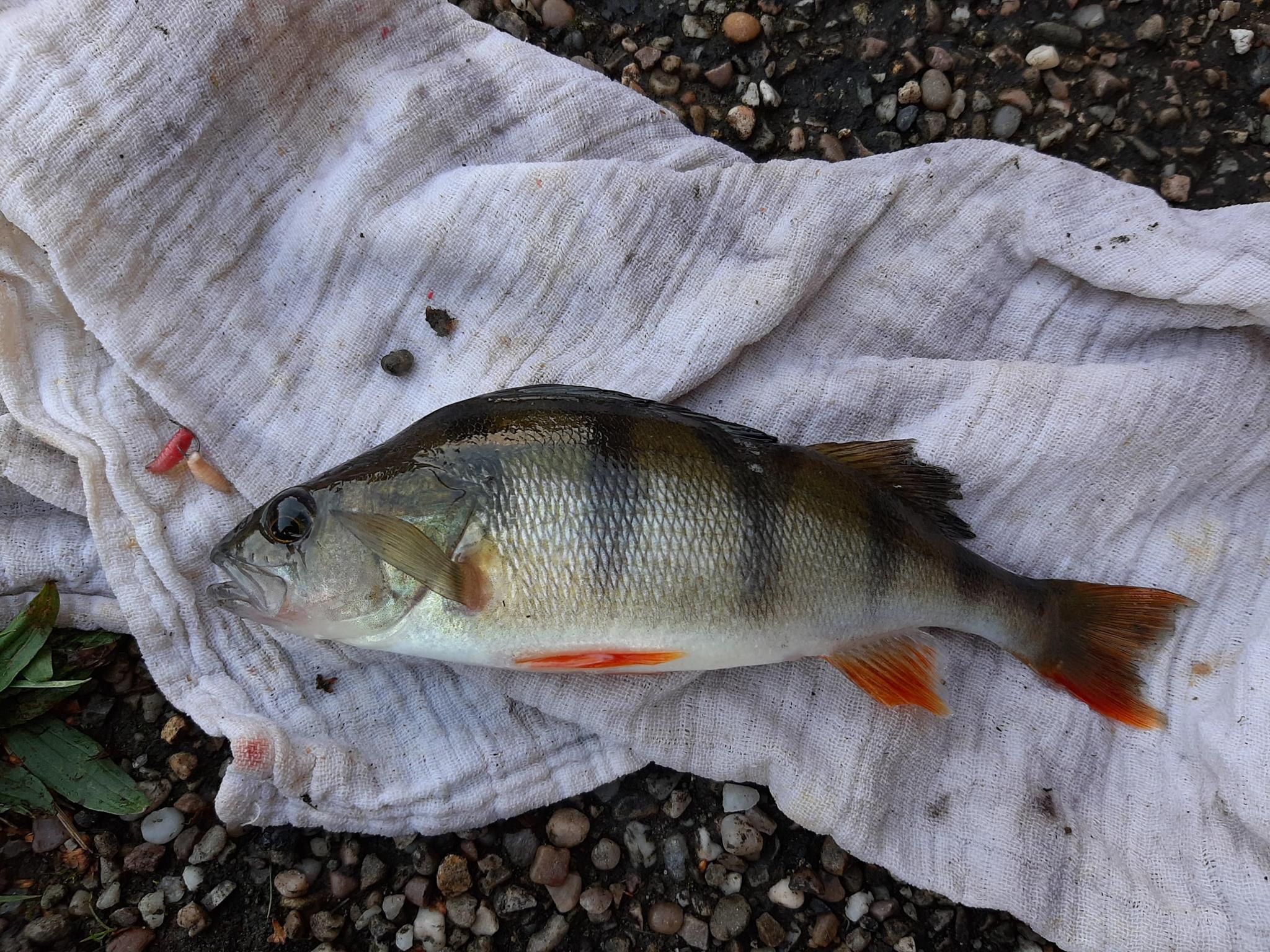 -nice-perch-jpg
