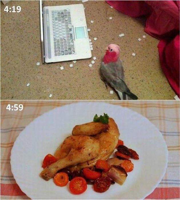 Amusing Pictures ripped from the Net-parakeet-destroys-keyboard-cooked-dinner-jpg
