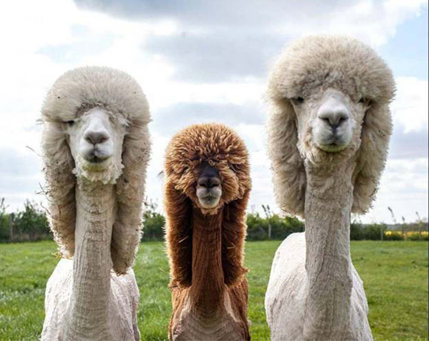 Amusing Pictures ripped from the Net-funny-animals-cute-laamas-haircuts-good
