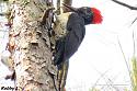 Thailand bird photos-white-bellied-woodpecker-d-jpg