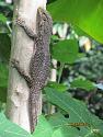 What's in your garden?-img_3357_1-jpg
