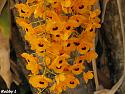 Thai flowers, your pictures-orange-1-jpg