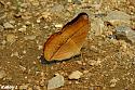 Thai Butterfly Photos-cirrochroa-aoris-1-jpg