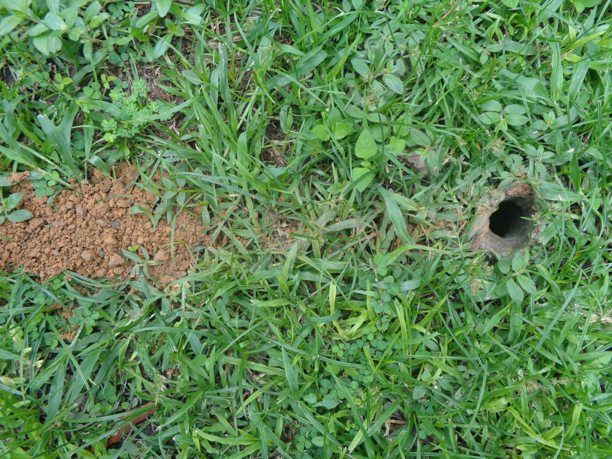 What's in your garden?-dsc00353-jpg