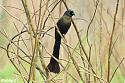 Thailand bird photos-racket-tailed-treepie-jpg