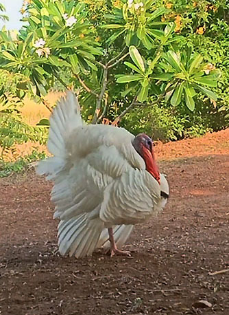 My Splendid Cock-turkey-jpg