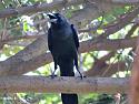 Thailand bird photos-large-billed-crow-jpg