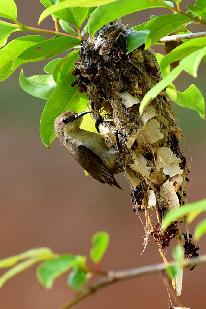 Thailand bird photos-olive_backed_sunbird_1978-jpg