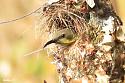 Thailand bird photos-purple-sunbird-female-nest-jpg