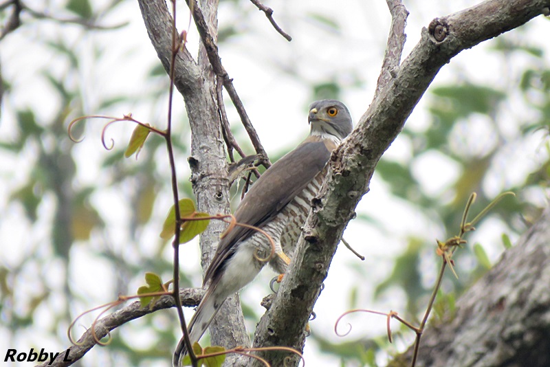 Thailand bird photos-shikra-jpg