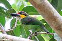 Thailand bird photos-gold-whiskered-barbet-jpg