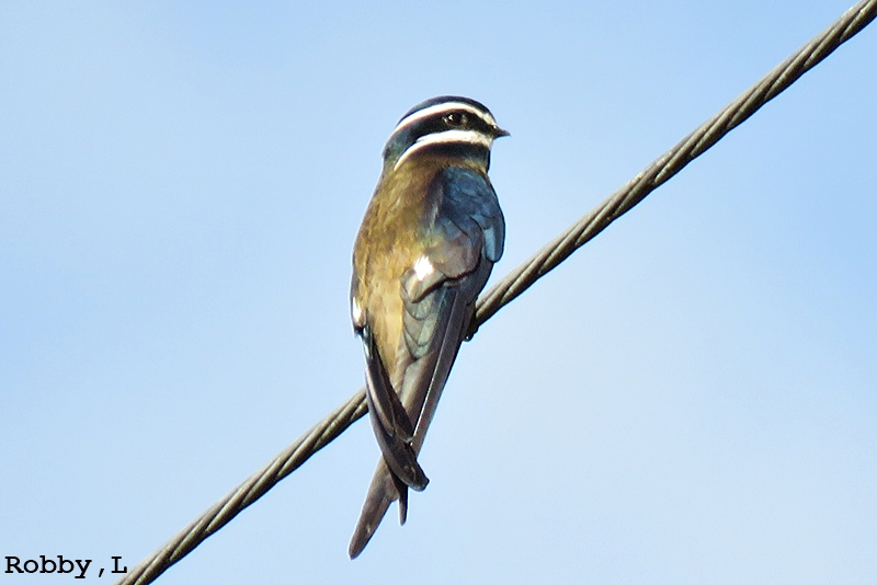 Thailand bird photos-whiskered-treeswift-jpg