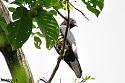 Thailand bird photos-black-baza-jpg