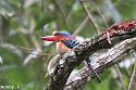 Thailand bird photos-banded-kingfisher-male-jpg