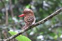 Thailand bird photos-banded-kingfisher-female-jpg