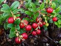 What are these berries-1024px-vaccinium_vitis-idaea_004-jpg