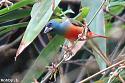 Thailand bird photos-pintail-parrotfinch-mele-jpg