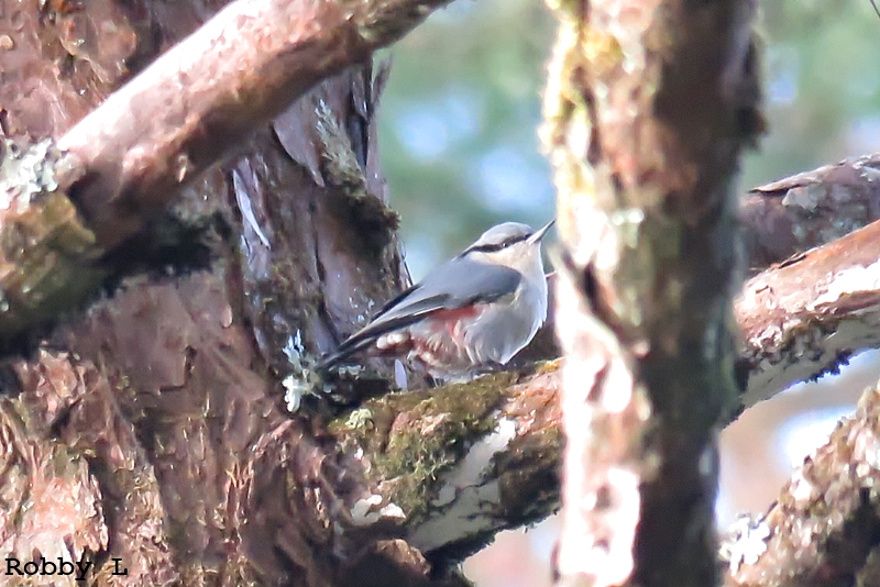 Thailand bird photos-chestnut-vented-nuthatch-doi-sam-muen