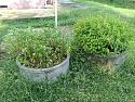 What's in your garden?-20180917_155727-jpg