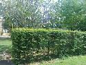 What's in your garden?-20180918_092441-jpg