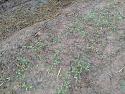 What's in your garden?-75-jpg
