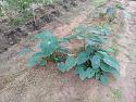 What's in your garden?-76-jpg