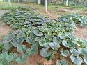 What's in your garden?-79-jpg
