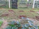 What's in your garden?-80-jpg