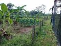 What's in your garden?-83-jpg
