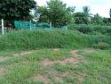 What's in your garden?-85-jpg