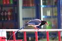 Thailand bird photos-red-billed-blue-magpie-jpg