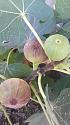 What's in your garden?-sm-figs-jpg