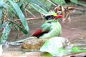 Thailand bird photos-common-green-magpie-jpg