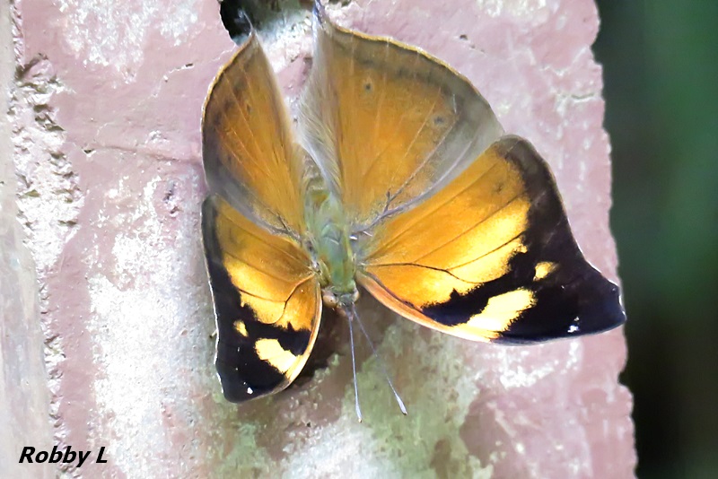 Thai Butterfly Photos-autumn-leaf-inside-jpg